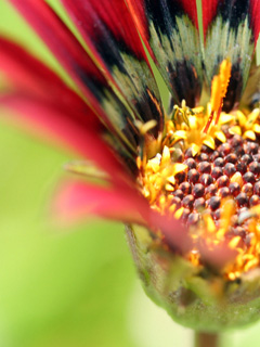 Vlower